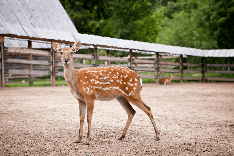 *Отель Country Resort HOTEL & SPA